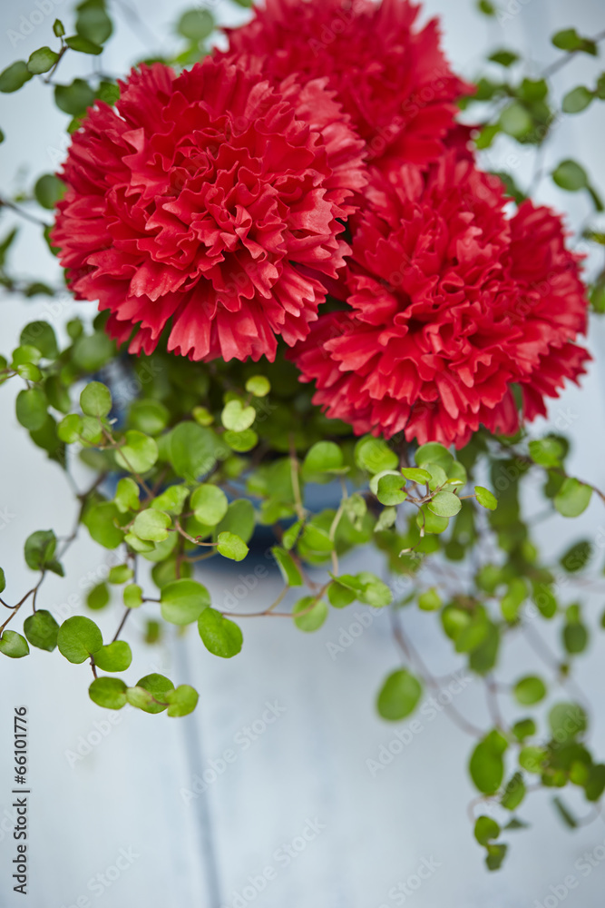 Fototapeta premium Carnations