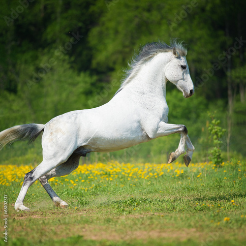 White horse playing on the meadow © Viktoria Makarova