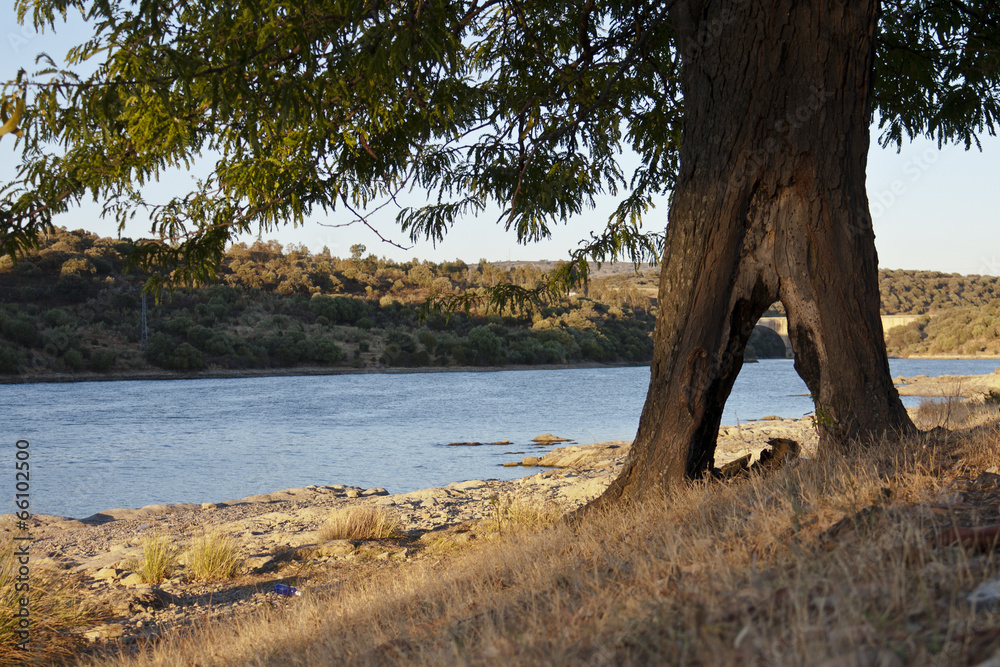 Arbol