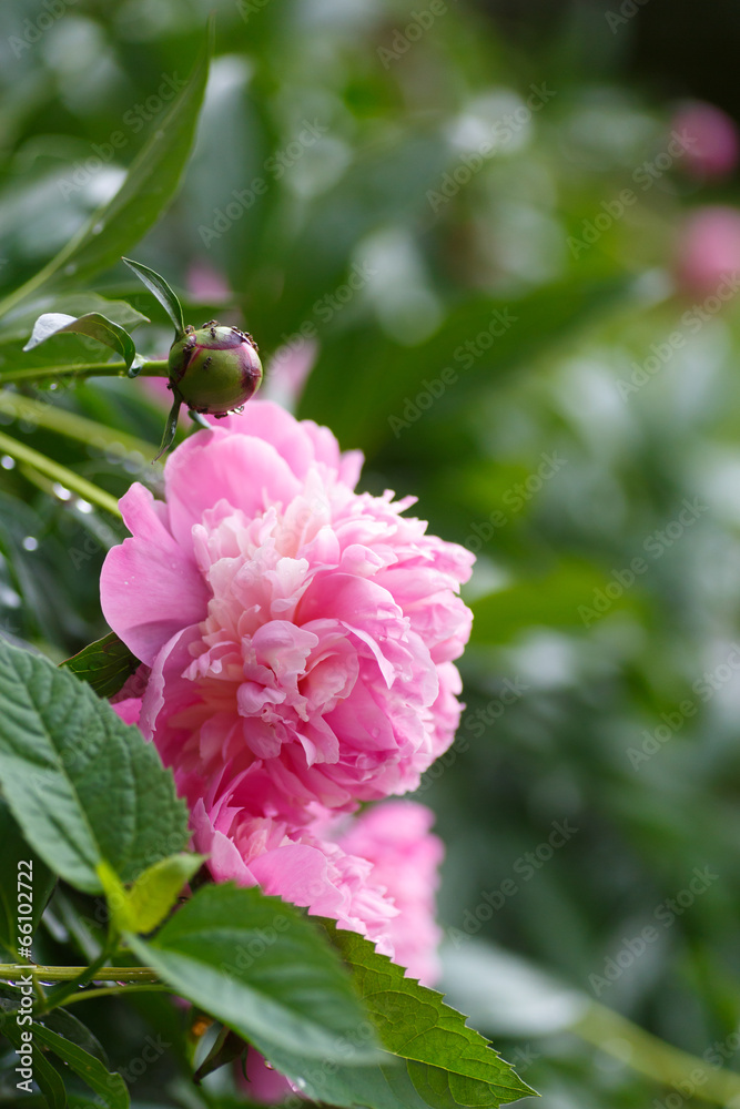 Fototapeta premium peony outdoors