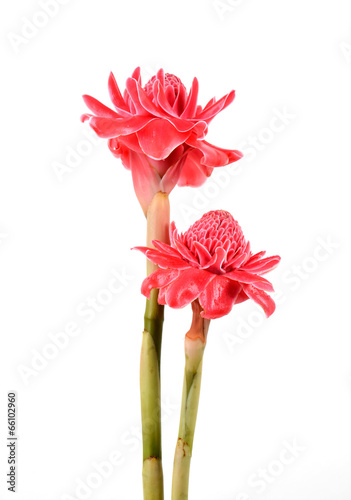  etlingera  elatior photo