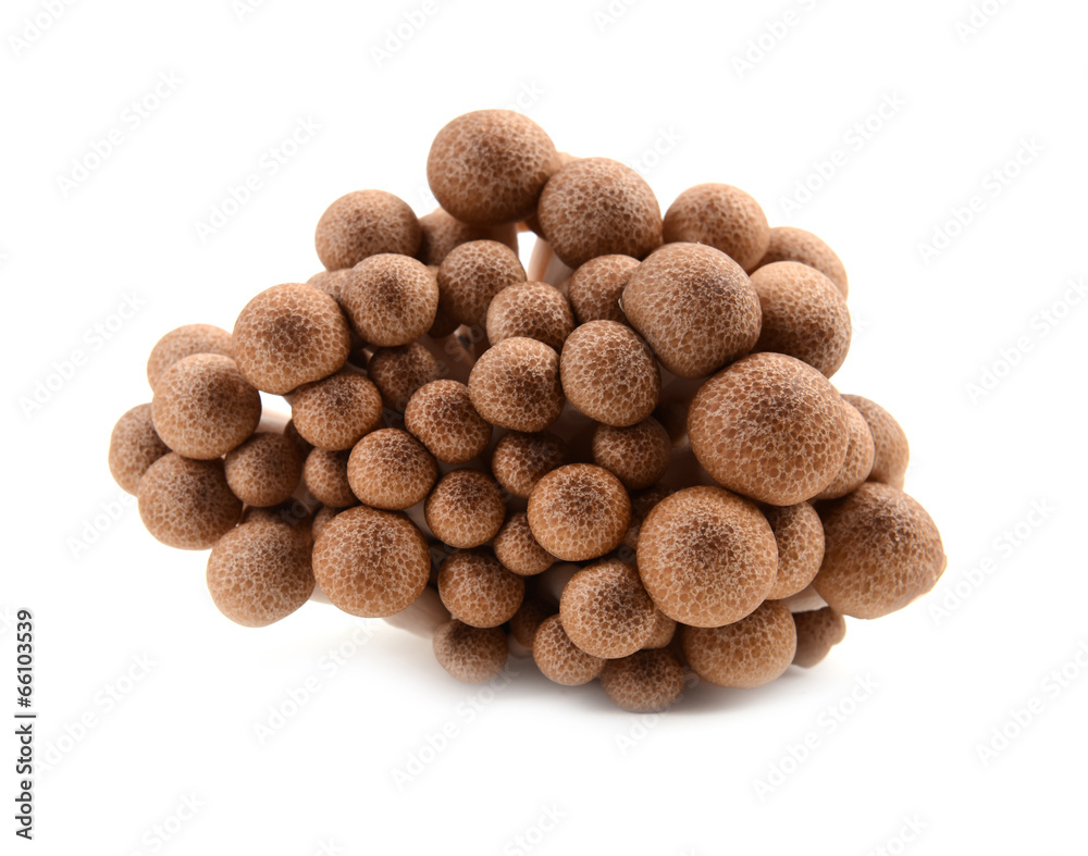 shimeji mushroom isolated shimeji mushroom isolated