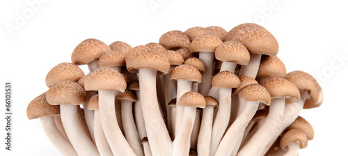 shimeji mushroom isolated