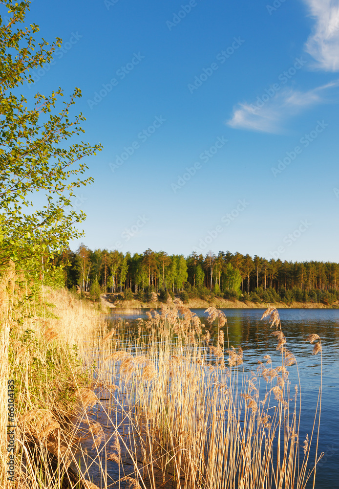 reeds at the lake