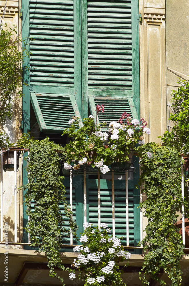 flower on balcony