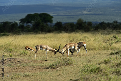 Grant s gazelle