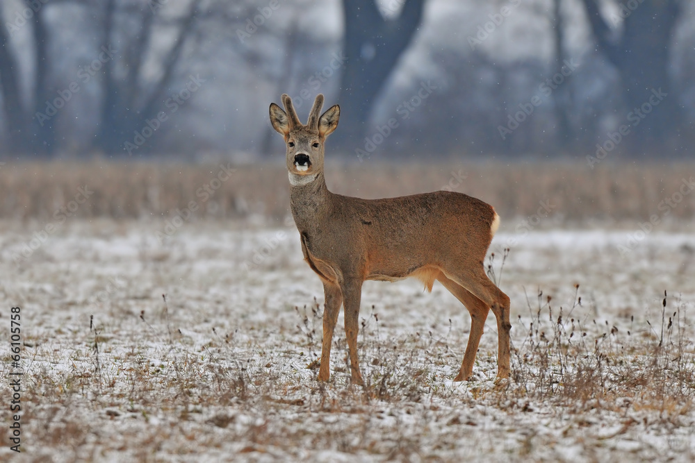 Fototapeta premium Roe deer in winter