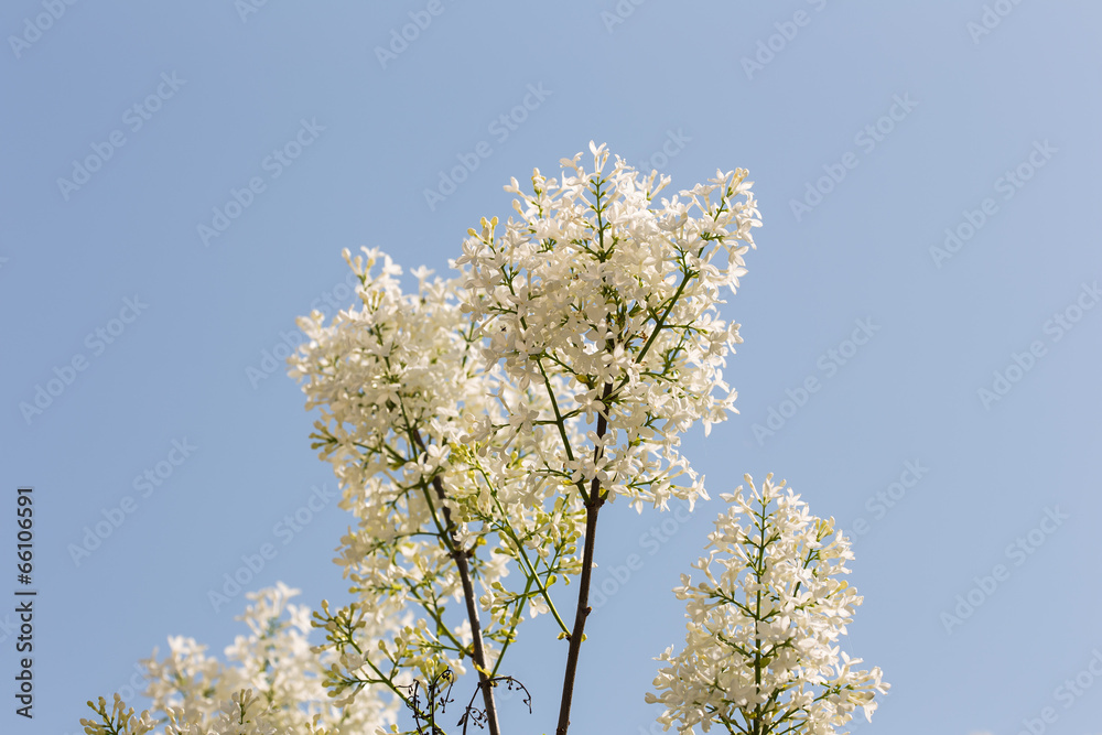 blooming white lilac