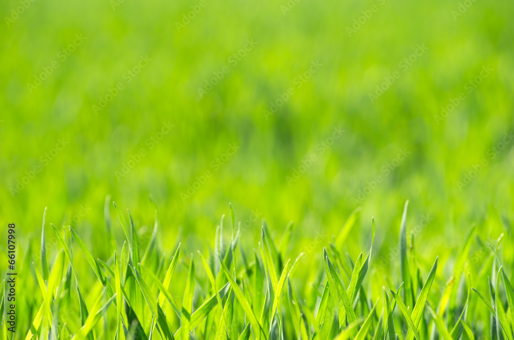 Fototapeta premium Zielona trawa