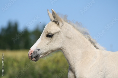 Portrait d'un poulain palomino