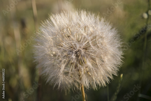 Taraxacum officinale