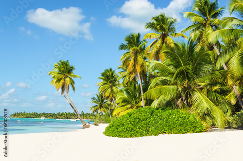 Beautiful tall palm trees and white sandy beach #66108529