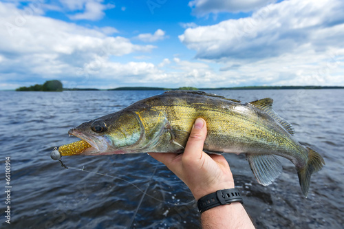 Medium size walleye in the angler's hand photo