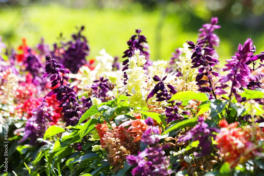 Obraz premium Salvia Splendens Flower