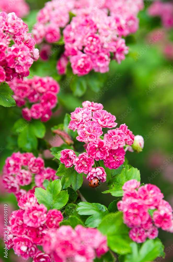 Blossoming hawthorn with ladybug, close-up Blossoming hawthorn with ladybug, close-up