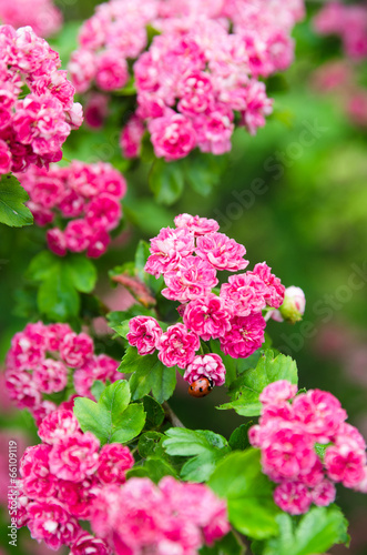 Blossoming hawthorn with ladybug, close-up © Igor Sokolov