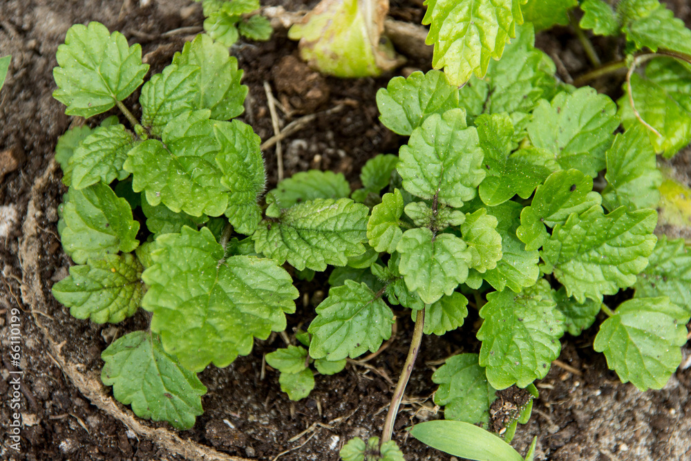 Melissa officinalis , Balm mint plant Melissa officinalis , Balm mint plant