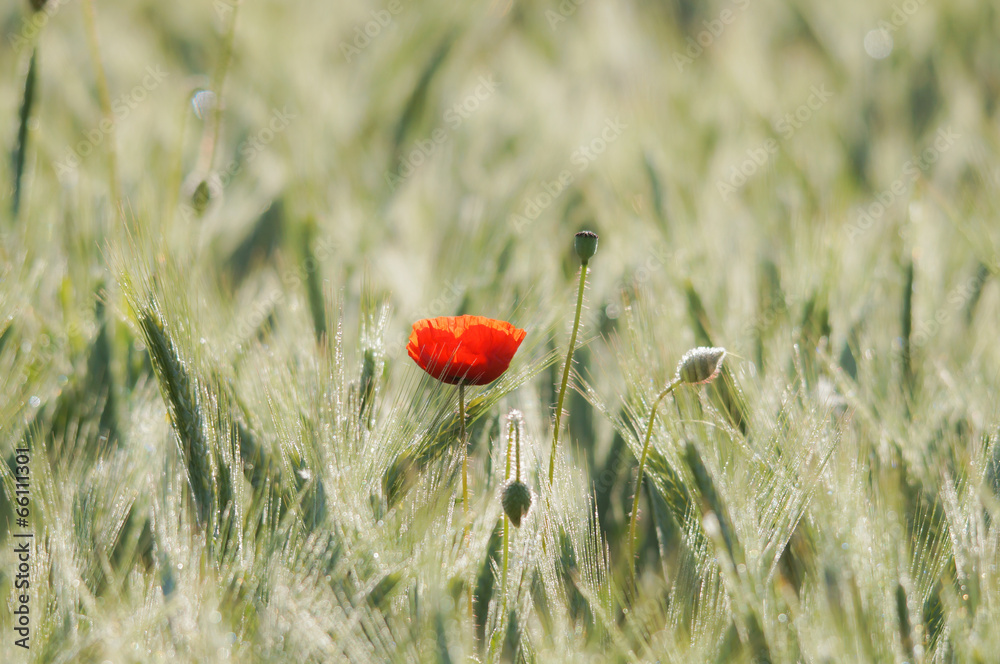 Fototapeta premium Einzelne Mohnblume im Getreidefeld, Gegenlicht