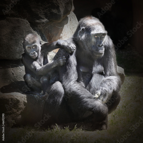 The Gorilla female with her child.