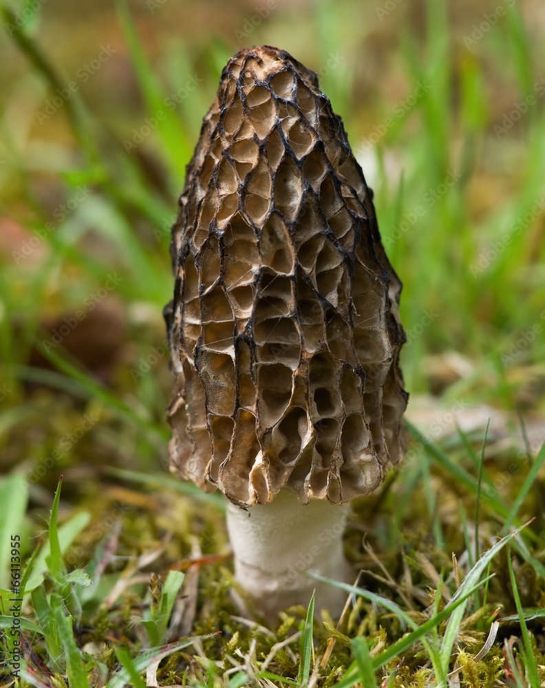 Morel mushroom in the grass Morel mushroom in the grass