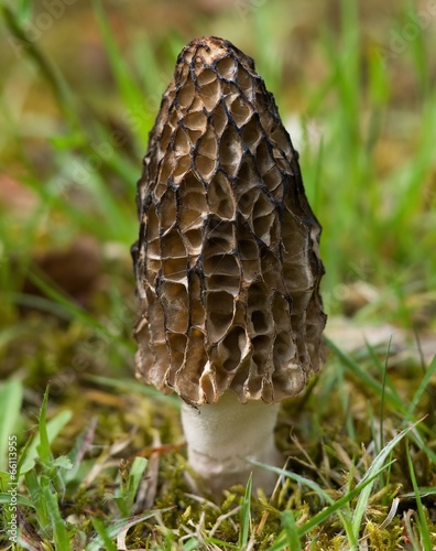 Morel mushroom in the grass