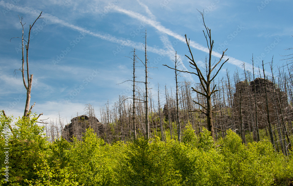 Obraz premium Combusted forest