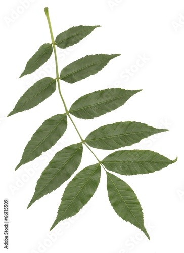 green leaf of ash tree