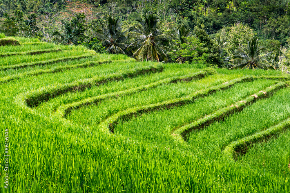 Rice terraces of Bali Island, Jatiluwih, near Ubud,  Indonesia,