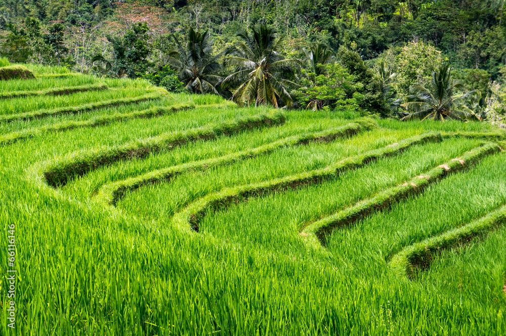 Rice terraces of Bali Island, Jatiluwih, near Ubud, Indonesia, Rice terraces of Bali Island, Jatiluwih, near Ubud, Indonesia,