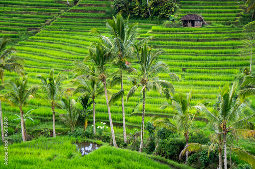 Rice terraces of Bali Island, Jatiluwih, near Ubud, Indonesia,