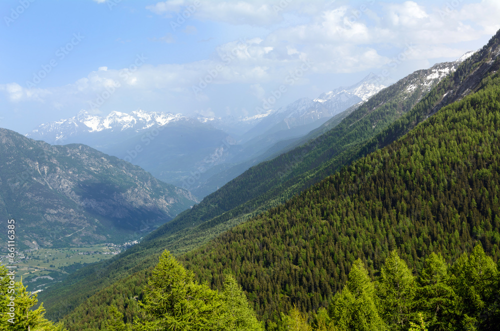 Naklejka premium Pinete e conifere in montagna