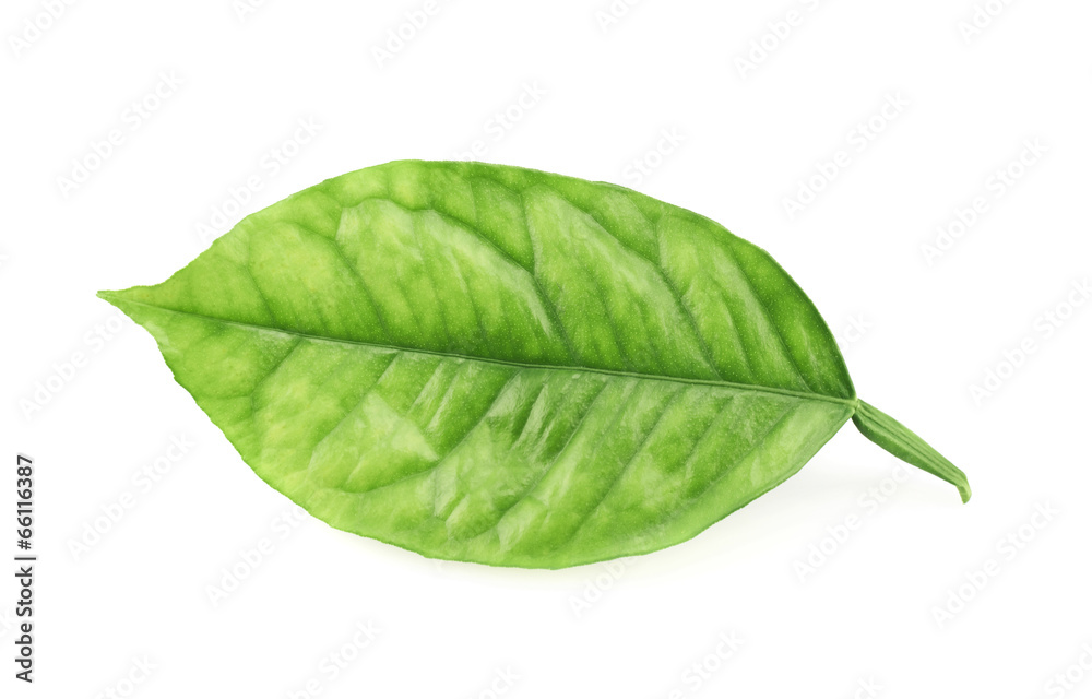 Obraz premium Lemon tree leaf isolated