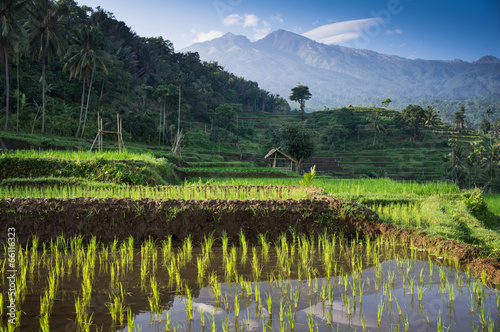 Photos terraced rice fields around Senaru, Lombok, Indonesia, Asia