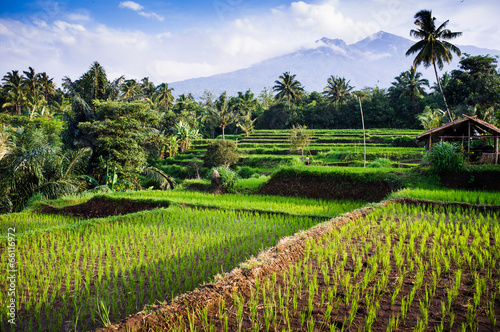 Rice fields, background Mt. Rinjani,  Senaru, Lombok, Indonesia,