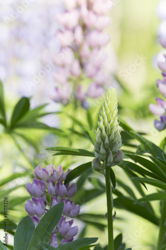 Lupin plants photo