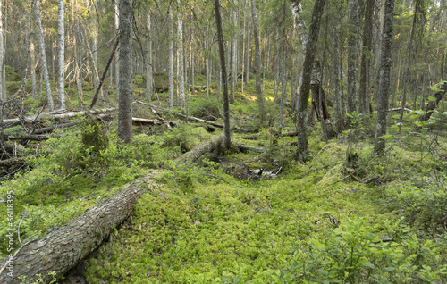 Wallpaper Mural Wilderness in dalarna, natural forest Torontodigital.ca