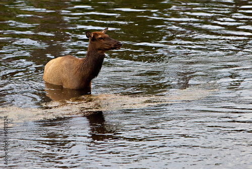 A female elk (Cervus canadensis)