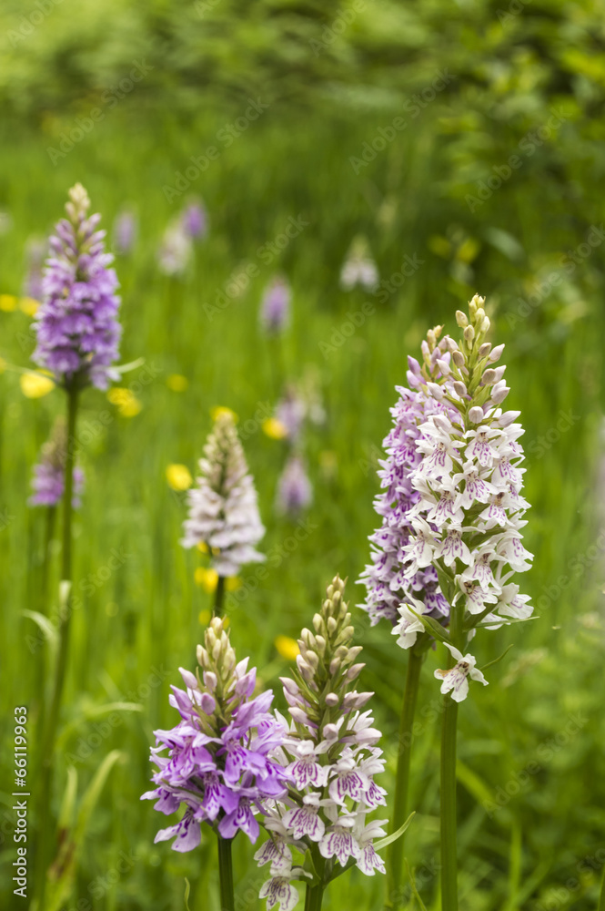 Common Spotted Orchid (Dactylorhiza fuchsii }