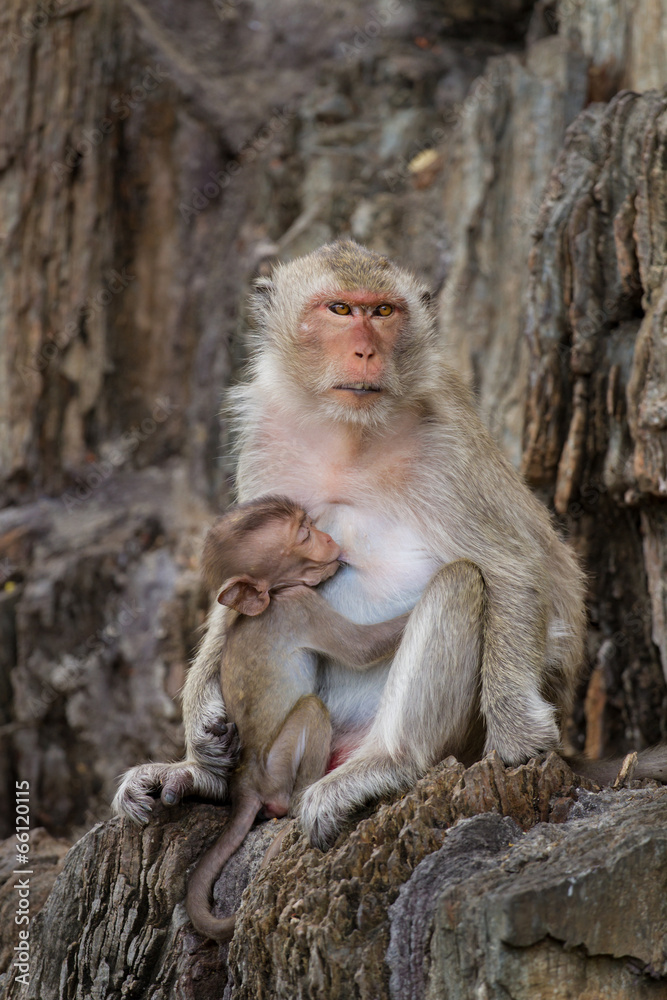 Mom and baby monkeys, breast-feed