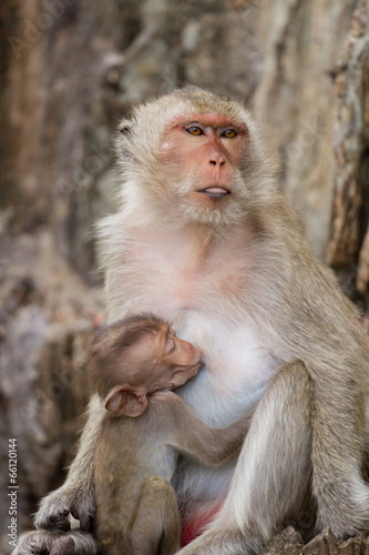 Mom and baby monkeys, breast-feed