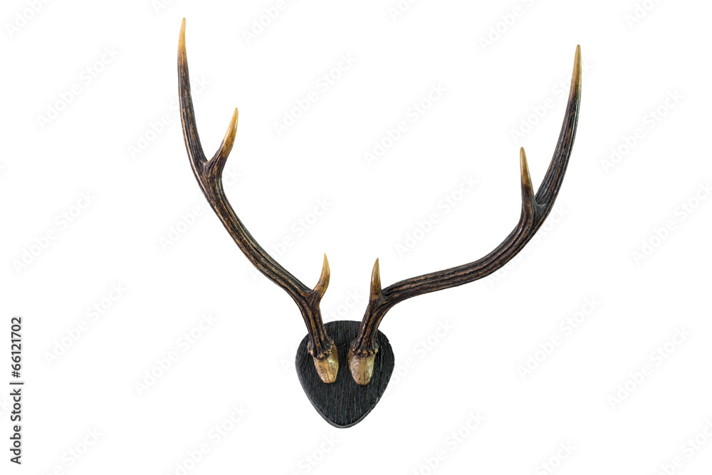 Deer antlers. Isolated on white Deer antlers. Isolated on white
