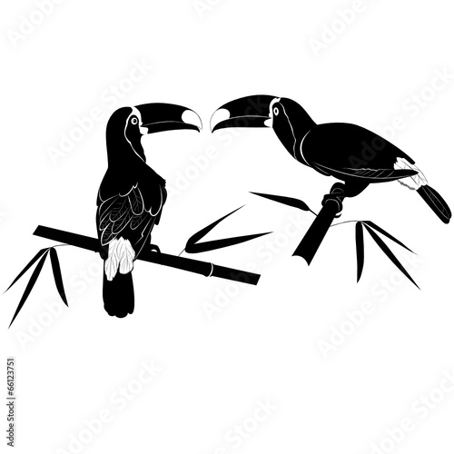 toucan and bamboo