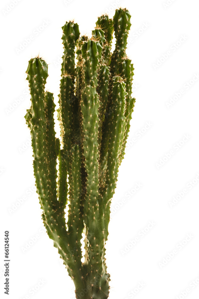Cactus Cactus