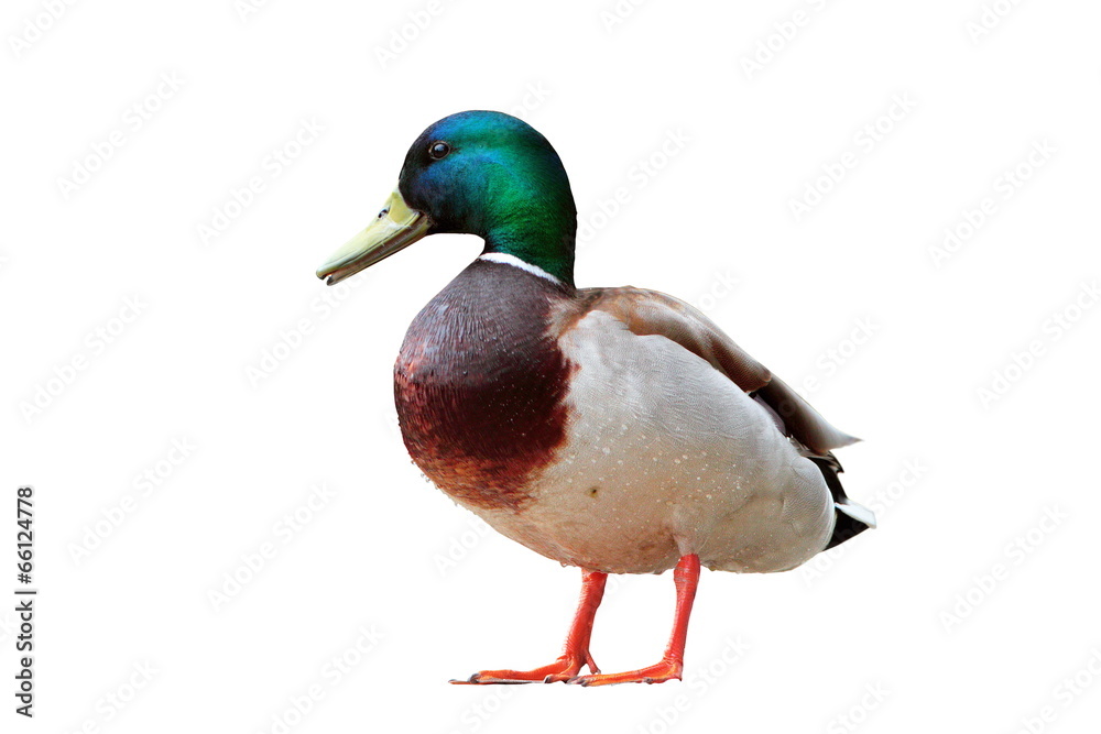 Fototapeta premium isolated male mallard duck