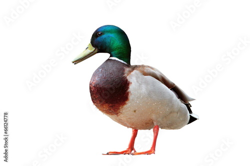 Fotografie, Obraz isolated male mallard duck