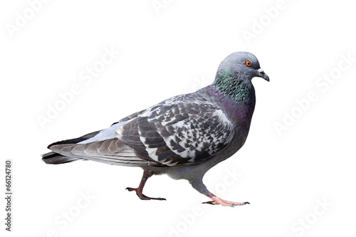 isolated walking pigeon
