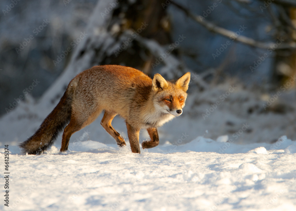 Fox running Fox running