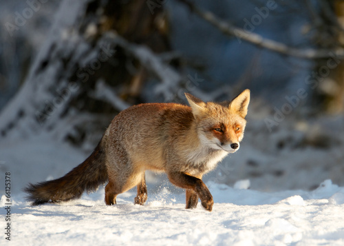 Fox snow © Thijs Schouten