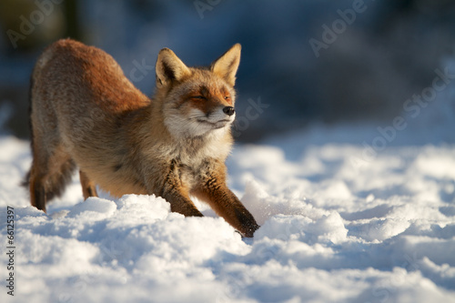 Stretching fox
