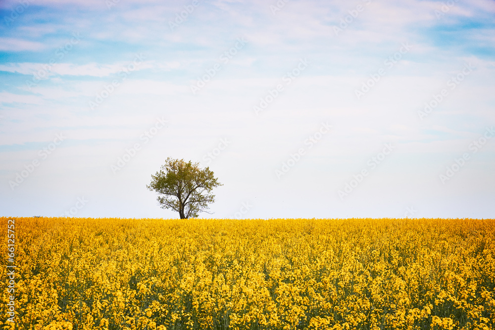 Spring field